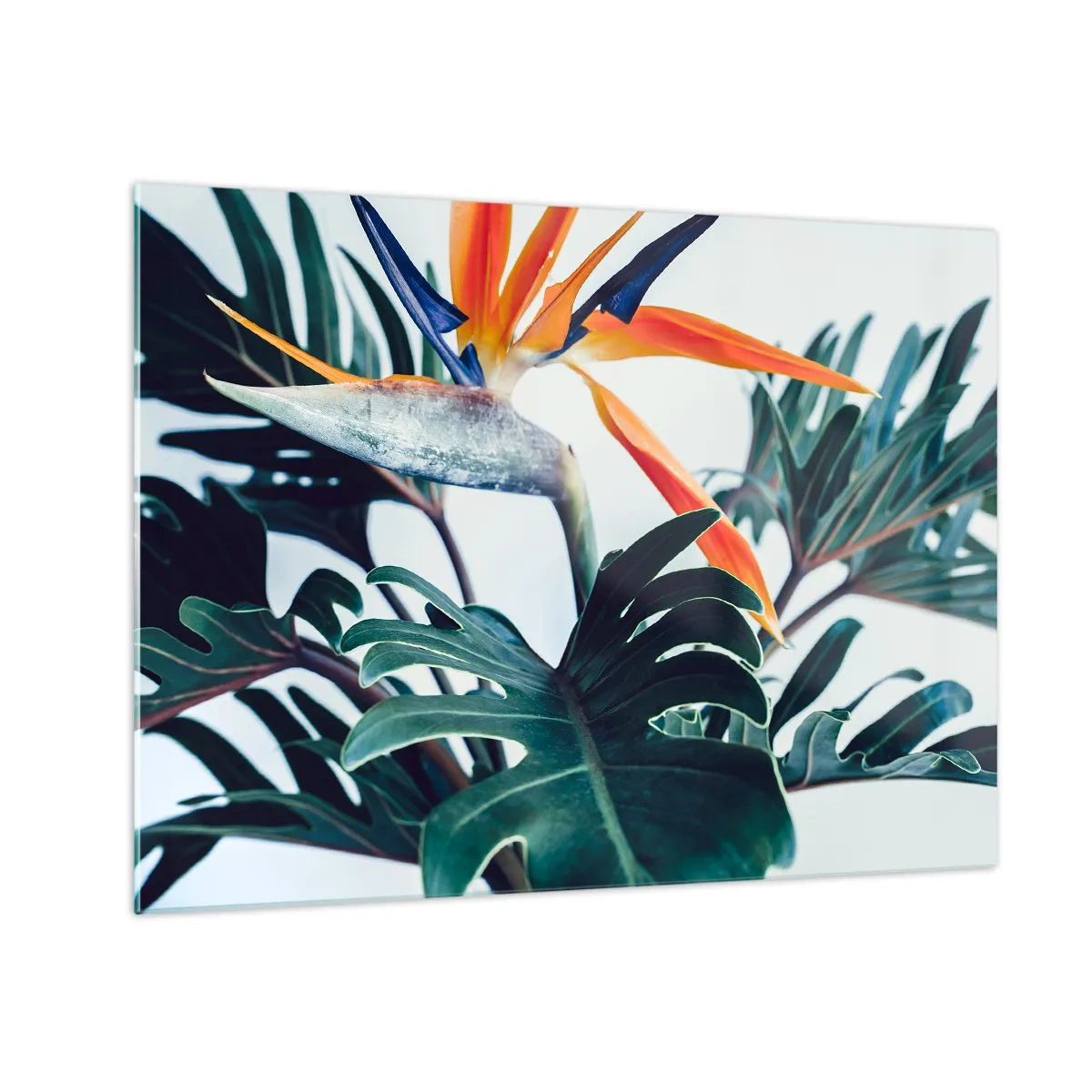 Quadro su vetro - Pianta esotica con fiore di uccello del paradiso - 70x50cm - Pianta uccello - Decorazione murale moderna per soggiorno e camera da letto ARTTOR