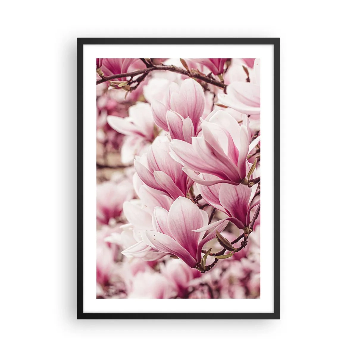 Poster in cornice nera - Romantiche magnolie in fiore in un delicato rosa - 50x70cm - La primavera è rosa - Decorazione murale moderna per soggiorno e camera da letto ARTTOR