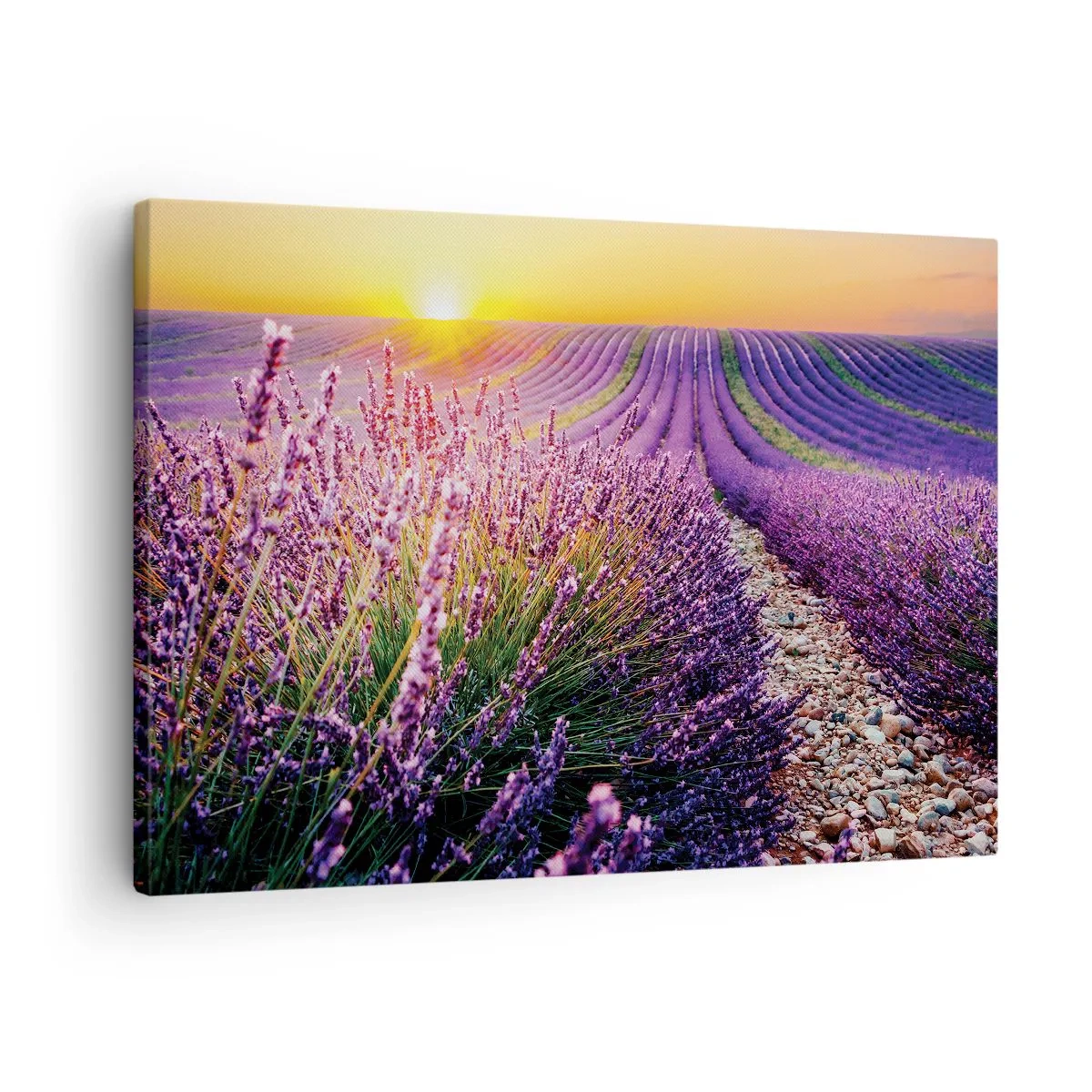 Quadro su tela - Stampe su Tela - Campo di lavanda al tramonto - 70x50cm - Campo profumato - Decorazione murale moderna per soggiorno e camera da letto ARTTOR