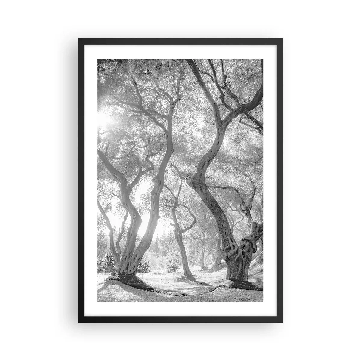 Poster in cornice nera - Fotografia in bianco e nero di alberi serpeggianti alla luce del sole - 50x70cm - Nell'orto degli ulivi - Decorazione murale moderna per soggiorno e camera da letto ARTTOR