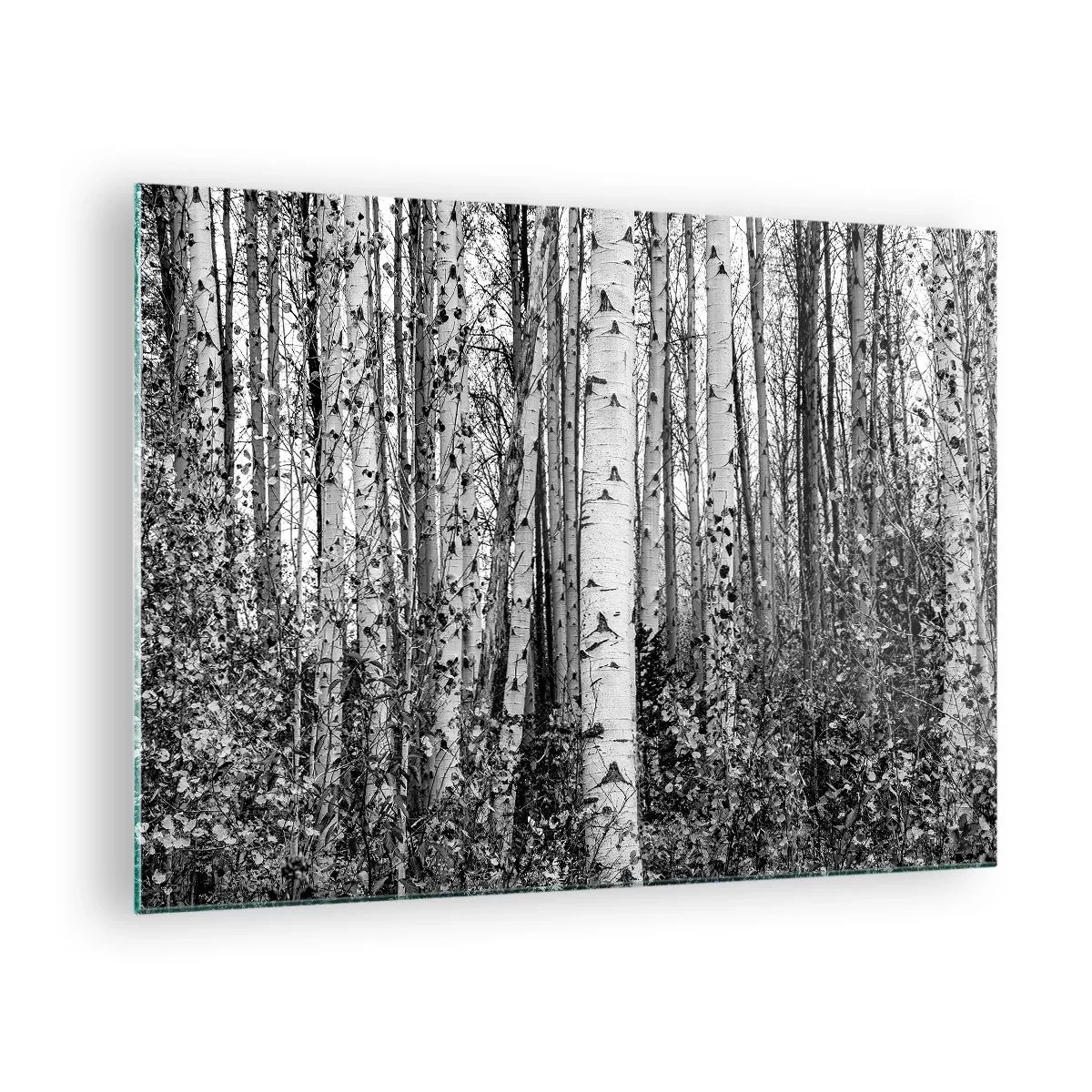 Quadro su vetro - Betulle bianche e nere creano un paesaggio forestale denso - 70x50cm - Colonnato di betulle - Decorazione murale moderna per soggiorno e camera da letto ARTTOR