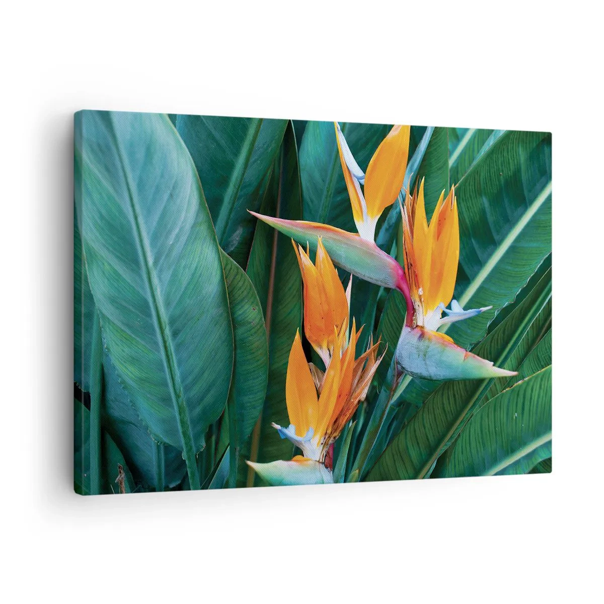 Quadro su tela - Stampe su Tela - Fiori esotici di strelitzia circondati da foglie verdi - 70x50cm - È un fiore o un uccello? - Decorazione murale moderna per soggiorno e camera da letto ARTTOR
