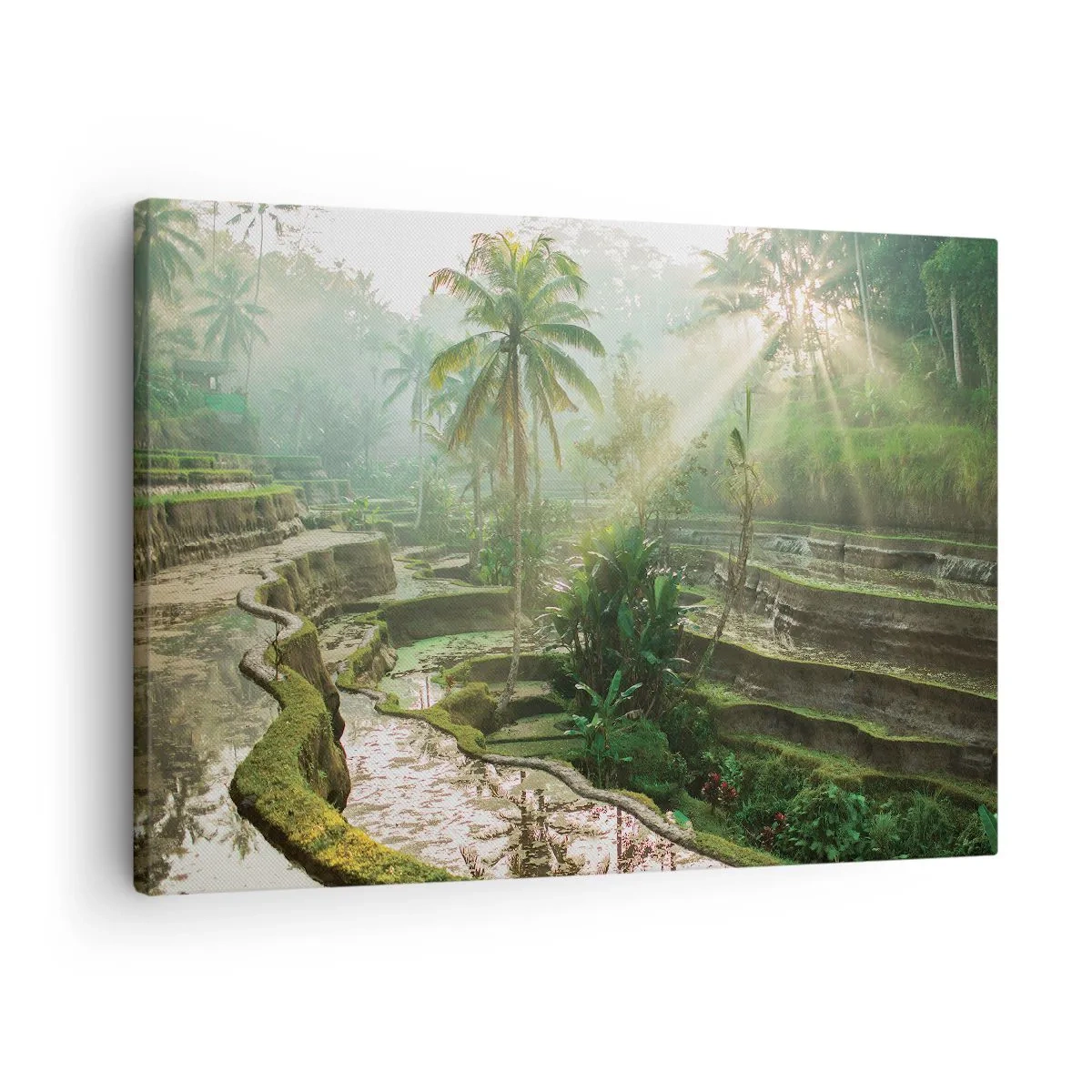 Quadro su tela - Stampe su Tela - Terrazze di riso con palme sotto i raggi del sole - 70x50cm - Crescere al sole - Decorazione murale moderna per soggiorno e camera da letto ARTTOR