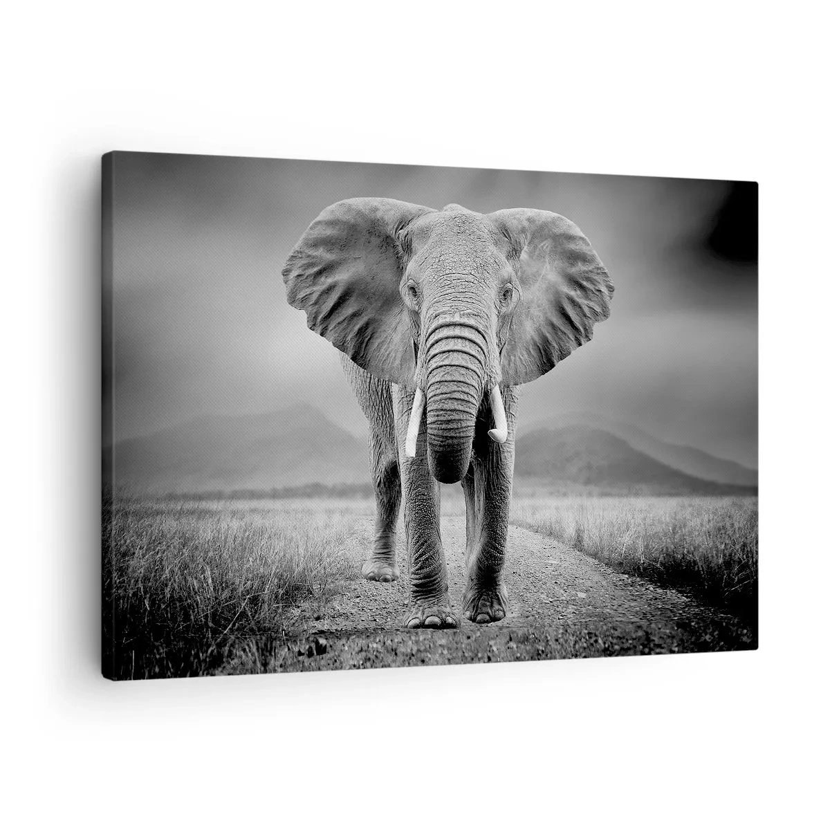 Quadro su tela - Stampe su Tela - Un possente elefante nella savana in toni monocromatici - 70x50cm - Il padrone di casa dà il benvenuto - Decorazione murale moderna per soggiorno e camera da letto ARTTOR