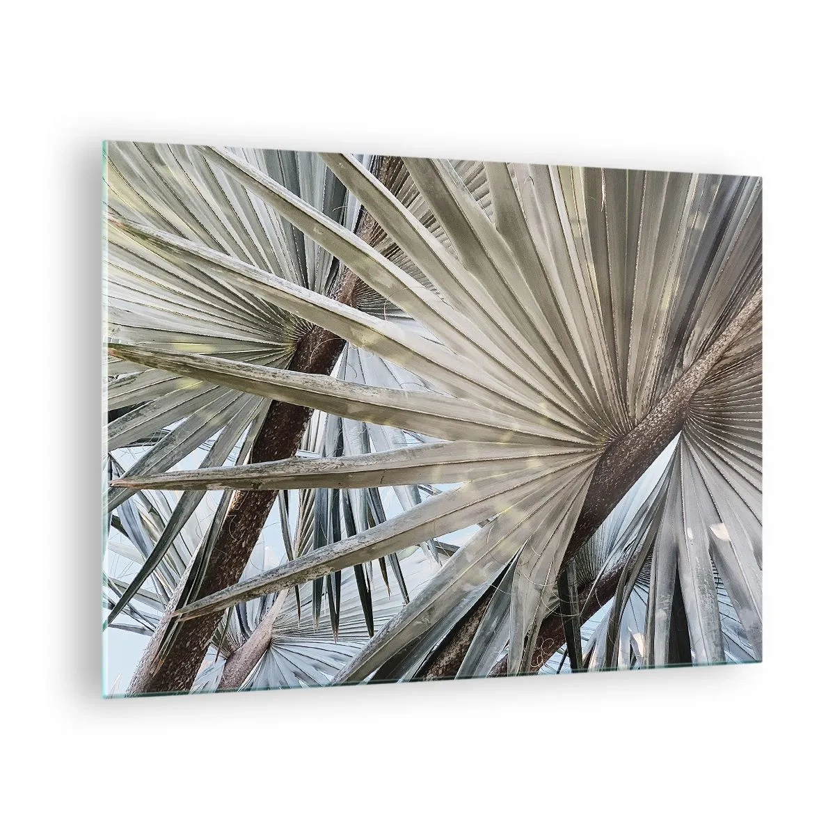 Quadro su vetro - Foglie di palma in pieno giorno - 70x50cm - Ventagli dei tropici - Decorazione murale moderna per soggiorno e camera da letto ARTTOR