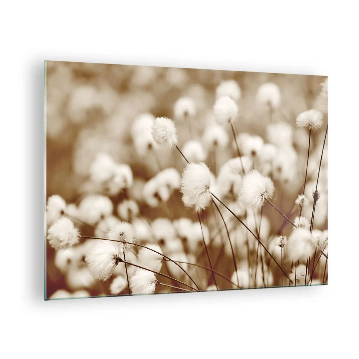 Quadro su vetro - Un campo di erba soffice nei toni del seppia - 70x50cm - Campo di morbidezza - Decorazione murale moderna per soggiorno e camera da letto ARTTOR