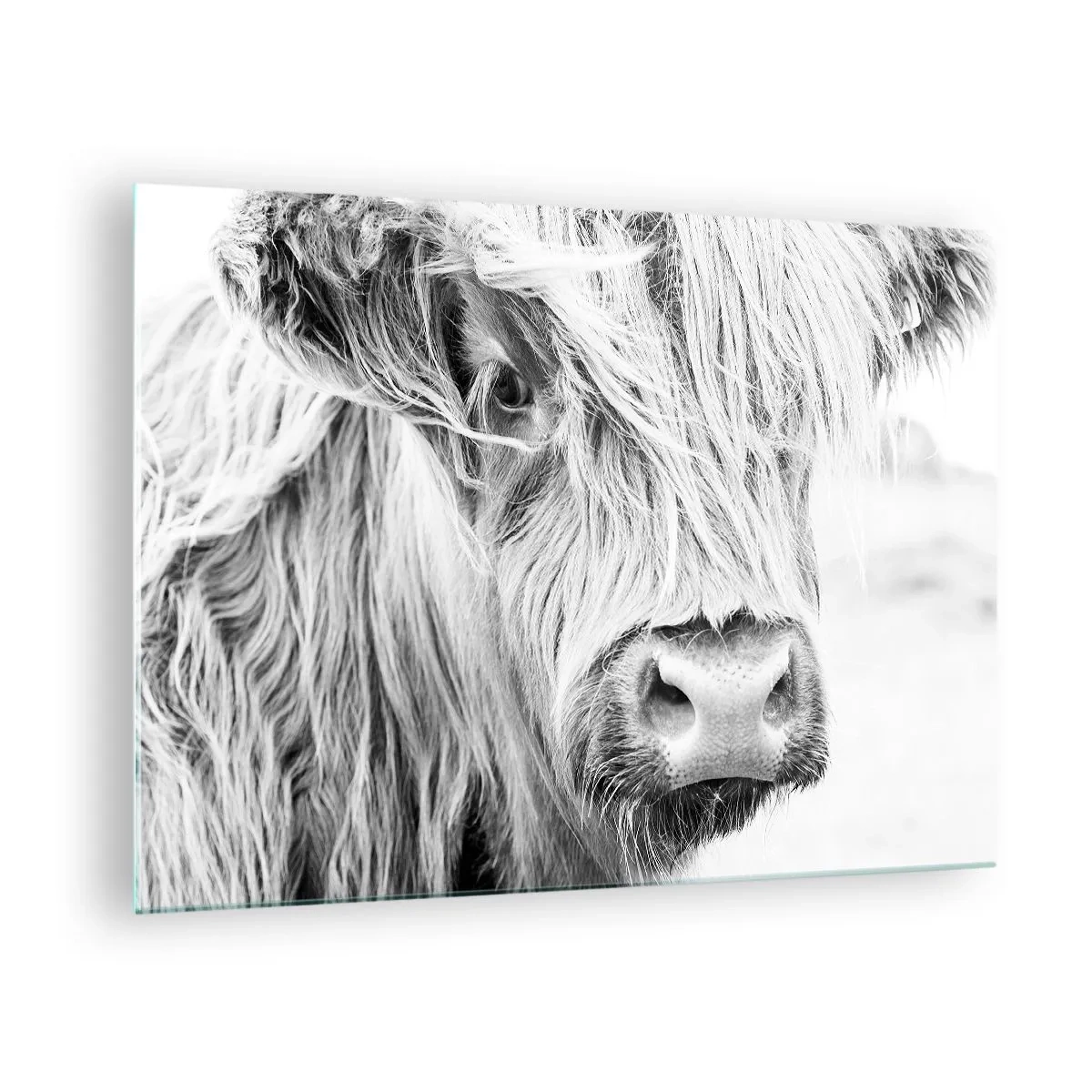 Quadro su vetro - Primo piano di un bovino scozzese a pelo lungo in bianco e nero - 70x50cm - Selvaticità scozzese - Decorazione murale moderna per soggiorno e camera da letto ARTTOR