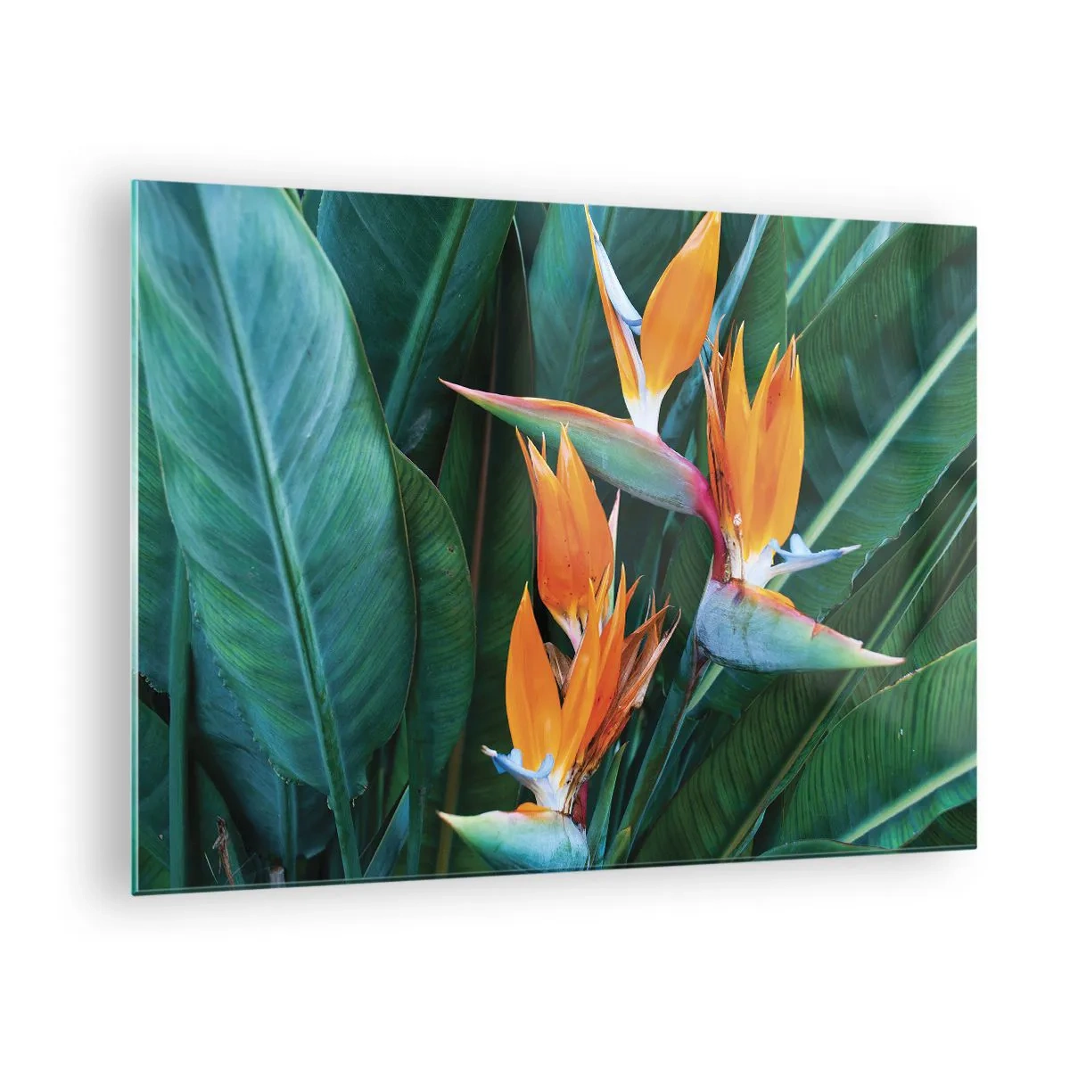Quadro su vetro - Fiori esotici di strelitzia tra grandi foglie verdi - 70x50cm - È un fiore o un uccello? - Decorazione murale moderna per soggiorno e camera da letto ARTTOR