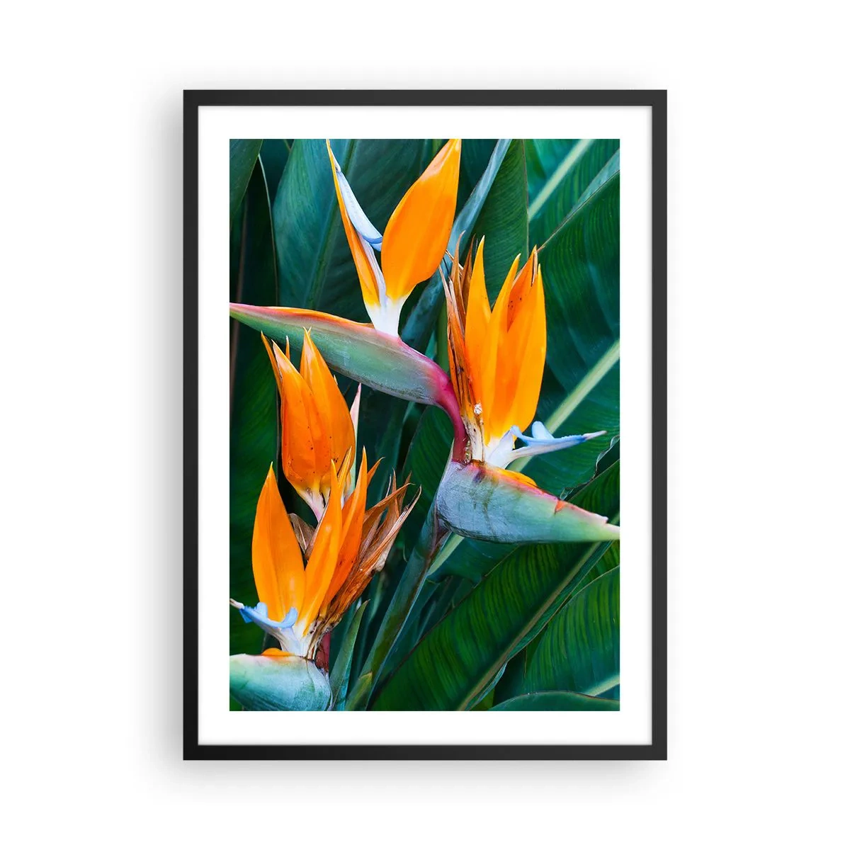 Poster in cornice nera - Fiori di Strelitzia circondati da foglie verdi - 50x70cm - È un fiore o un uccello? - Decorazione murale moderna per soggiorno e camera da letto ARTTOR