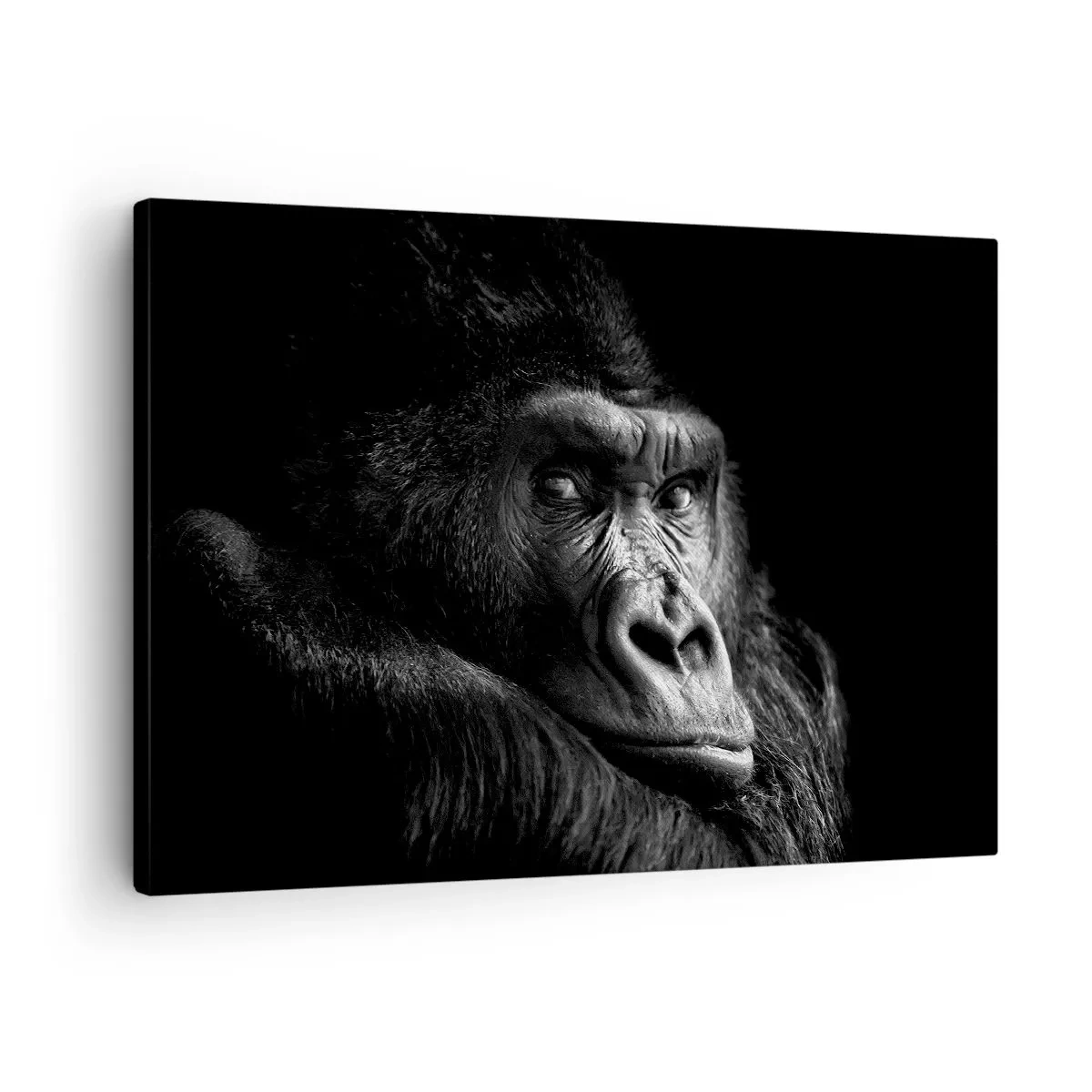 Quadro su tela - Stampe su Tela - Ritratto in bianco e nero di un maestoso gorilla - 70x50cm - E cosa guardi? - Decorazione murale moderna per soggiorno e camera da letto ARTTOR