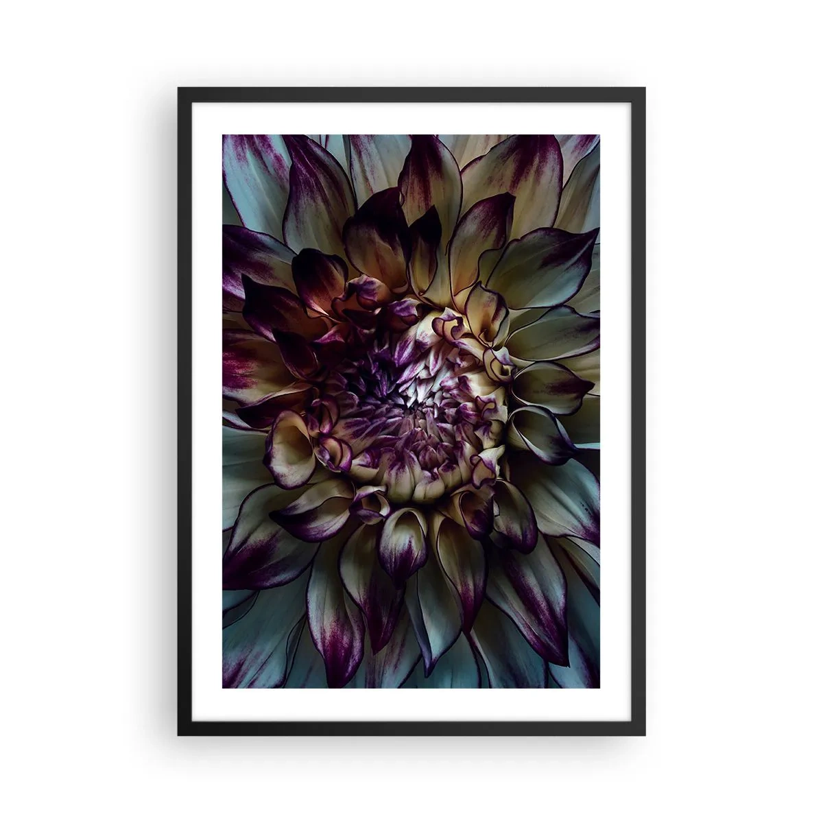 Poster in cornice nera - Macrofotografia di dalie scure nelle tonalità del viola e dell'oro - 50x70cm - Il rigoglio della giovinezza - Decorazione murale moderna per soggiorno e camera da letto ARTTOR