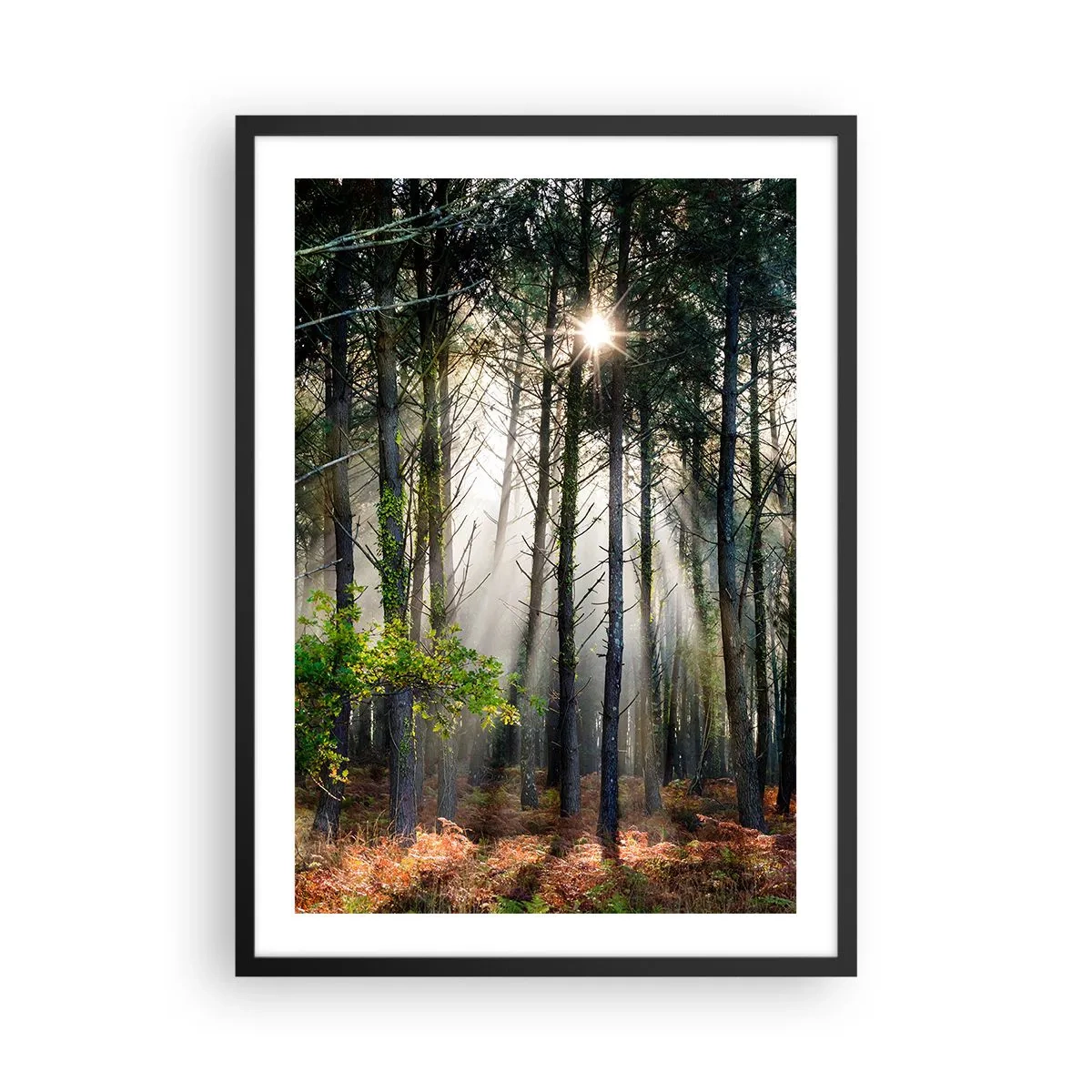 Poster in cornice nera - Magici raggi di sole nello scenario della foresta - 50x70cm - Zona boschiva - Decorazione murale moderna per soggiorno e camera da letto ARTTOR