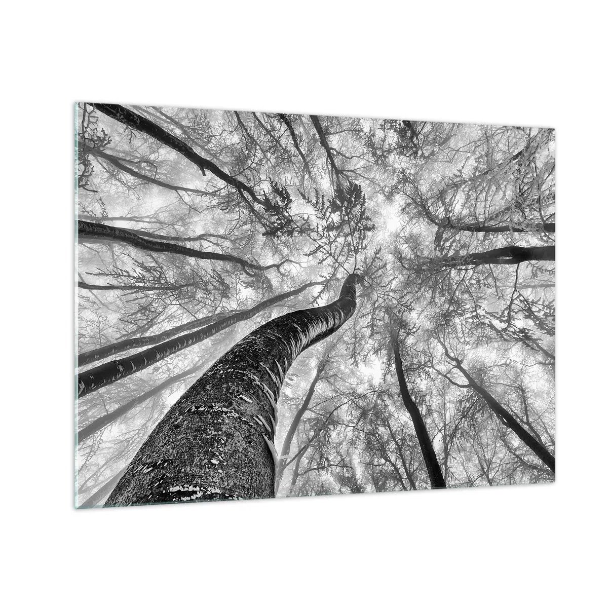 Quadro su vetro - Alberi in bianco e nero fotografati dal basso verso il cielo - 70x50cm - La corsa verso la luce - Decorazione murale moderna per soggiorno e camera da letto ARTTOR