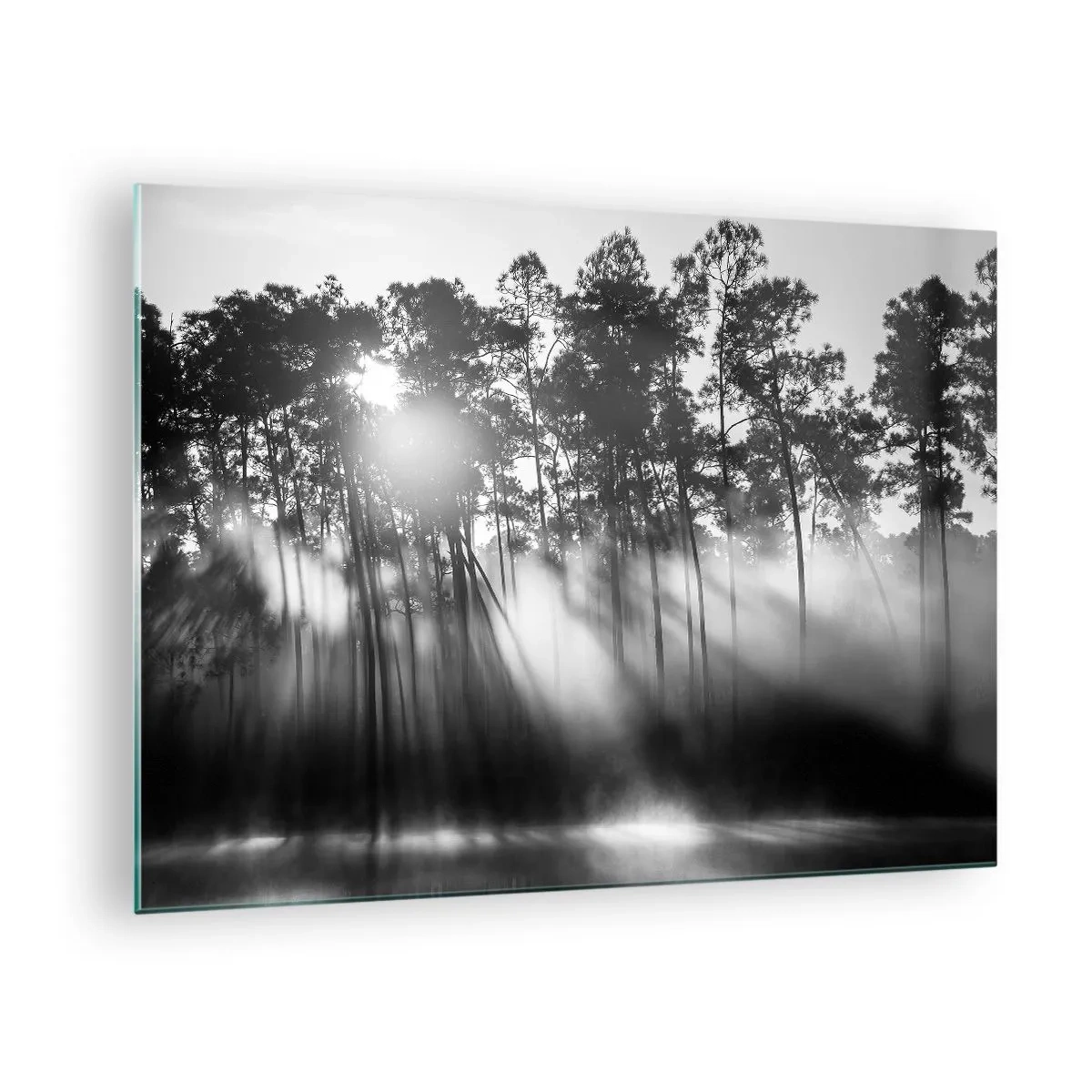 Quadro su vetro - Alberi bianchi e neri in una foresta con raggi di sole nella foschia - 70x50cm - Sole irrefrenabile - Decorazione murale moderna per soggiorno e camera da letto ARTTOR