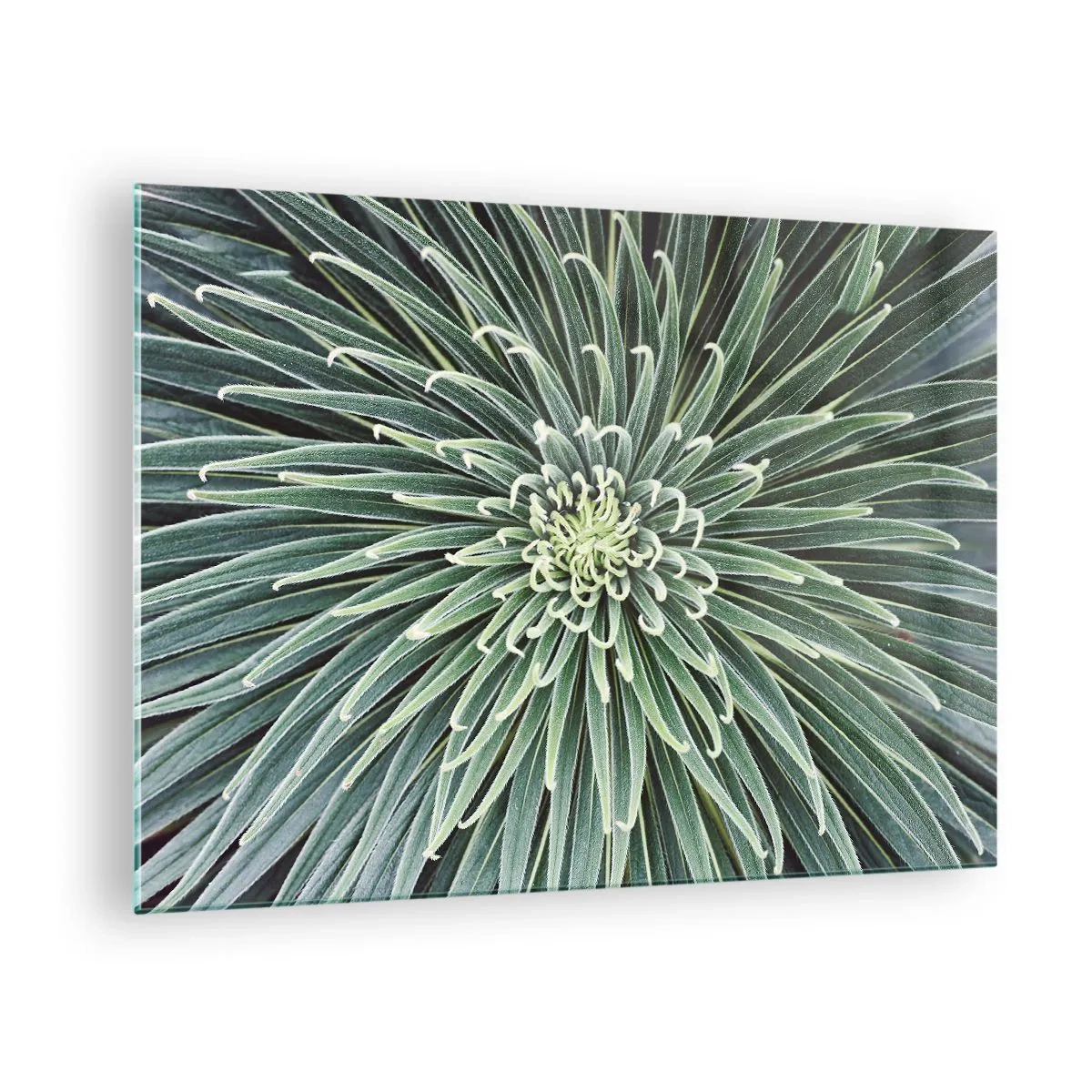 Quadro su vetro - Rosetta simmetrica di foglie verdi in macrofotografia - 70x50cm - La nascita delle stelle - Decorazione murale moderna per soggiorno e camera da letto ARTTOR