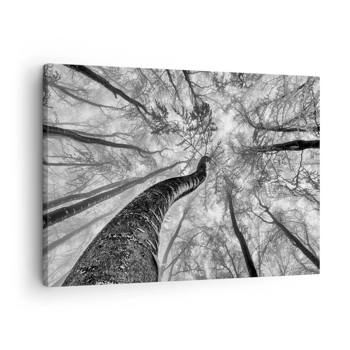 Quadro su tela - Stampe su Tela - Prospettiva degli alberi in una foresta visti dal basso in tonalità di grigio - 70x50cm - La corsa verso la luce - Decorazione murale moderna per soggiorno e camera da letto ARTTOR