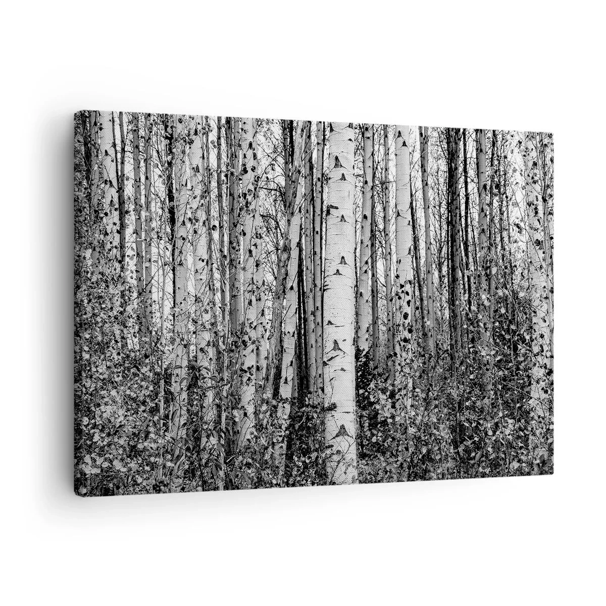 Quadro su tela - Stampe su Tela - Betulle bianche e nere nella foresta - 70x50cm - Colonnato di betulle - Decorazione murale moderna per soggiorno e camera da letto ARTTOR