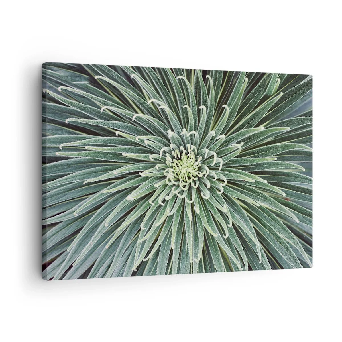 Quadro su tela - Stampe su Tela - Disposizione simmetrica di foglie verdi che ricordano una stella - 70x50cm - La nascita delle stelle - Decorazione murale moderna per soggiorno e camera da letto ARTTOR